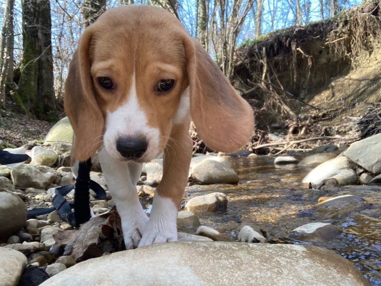 Un jeune beagle en promenade