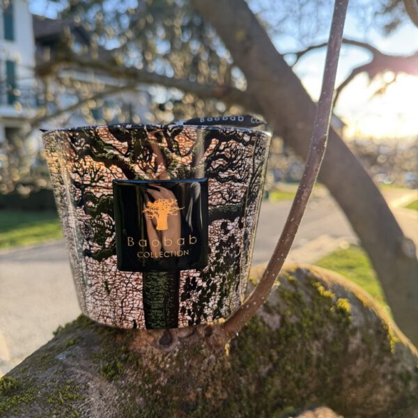 BAOBAB SACRED TREE KANI MAX 10